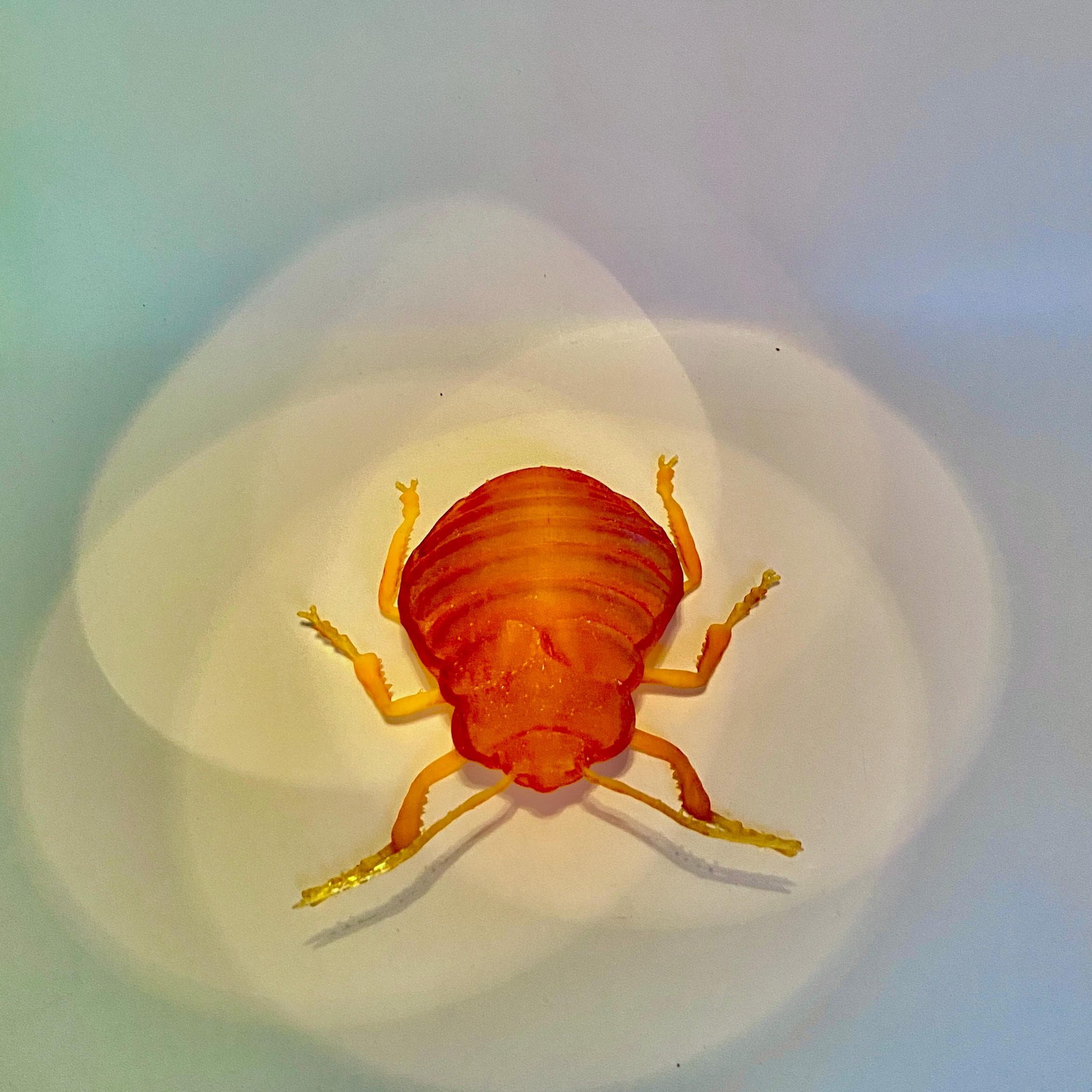 3D Printed Bed Bug Replica: Translucent Entomology Model - Etsy