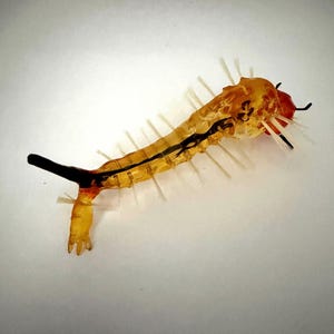 May include: A translucent amber-colored centipede figurine with a segmented body, numerous thin white legs extending from the sides, a dark black tail section, and a reddish head with small black antennae and fine white bristles.
