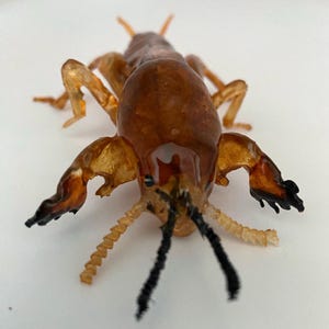 May include: A detailed, close-up view of a brown and amber-colored insect. The insect has large, clawed front legs, long antennae, and a segmented body. The insect's body is a mix of translucent and opaque sections, with black tips on its claws.