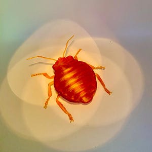 May include: A red and orange bed bug with yellow stripes on its back. The bug is on a white surface.