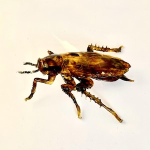 May include: A close-up of a preserved brown cricket with long legs and antennae. The cricket is on a white background.