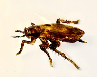 Realistic 3D German Cockroach Replica: Alcohol Ink Dyed Photopolymer Resin. Cottage crafted in USA