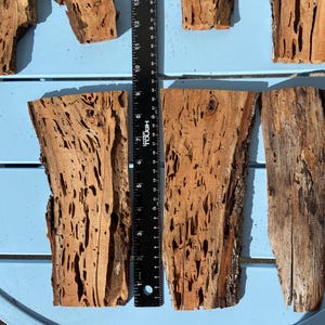 May include: Five pieces of wood with a worm-eaten texture. The wood is a light brown color and has a rough surface. The wood is arranged in a row on a blue surface. A ruler is placed next to the wood.