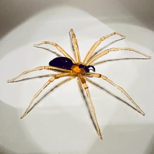May include: A glass spider sculpture with a clear amber body and black head. The spider has eight legs and is posed in a crawling position.