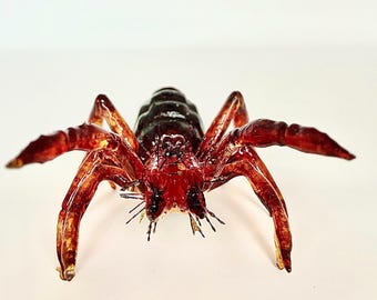 3D Printed Camel Spider Model: Realistic Solifugae Replica