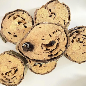 Rustikale Eichenholz Scheiben: Termiten beschädigt, DIY Craftwood-Ungefähr 2 Zoll Durchmesser (6er Set)