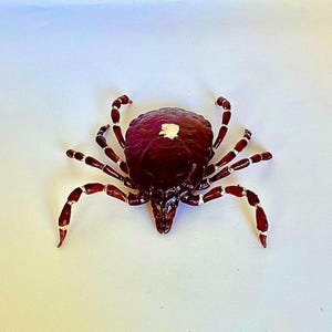 May include: A close-up of a brown tick with white markings on its legs. The tick is on a white background.