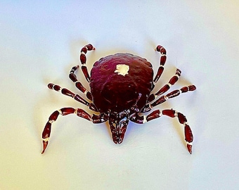 Lone Star Wood Tick 3D printed replica: Real World Scale Photogrammetry Model using Photopolymer Resin. Hand-painted realistic details