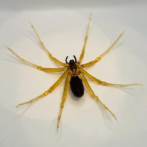 May include: A close-up of a yellow and black spider with long, thin legs. The spider is on a white background.
