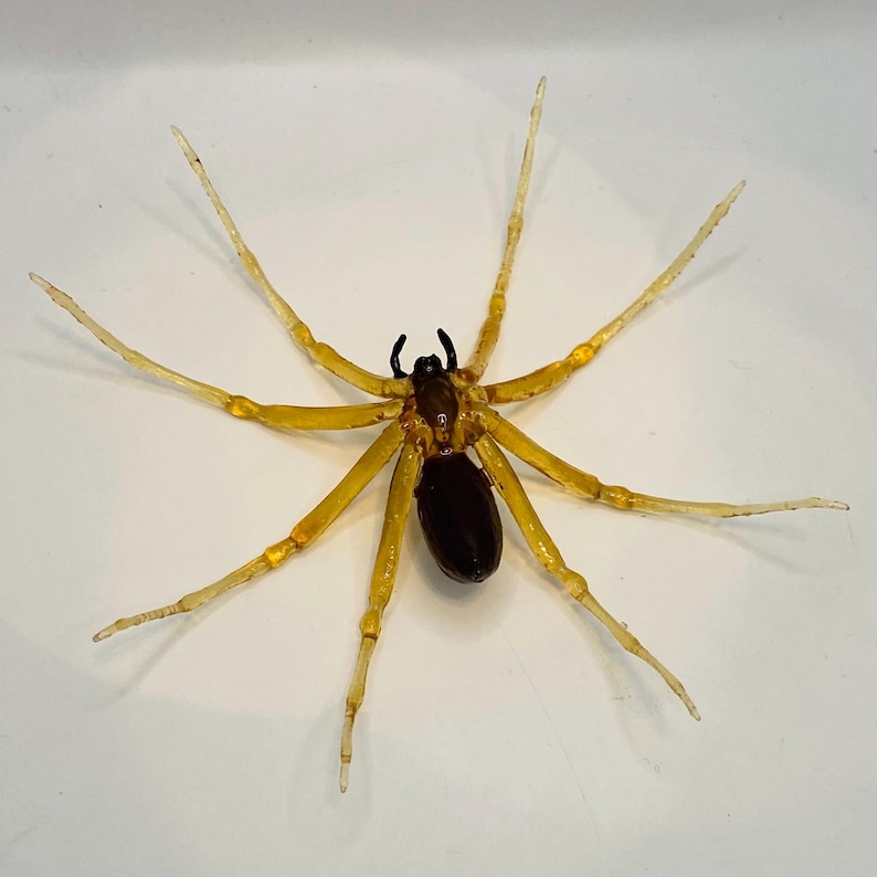 May include: A close-up of a yellow and black spider with long, thin legs. The spider is on a white background.