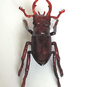 May include: A red and brown beetle with long legs and large mandibles. The beetle is a glass sculpture.