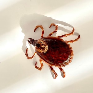 3D Printed Rocky Mountain Wood Tick Replica: Hand-Painted Photogrammetry Model