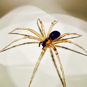 May include: A glass spider sculpture with a black and amber body and clear legs. The spider is sitting on a white surface.