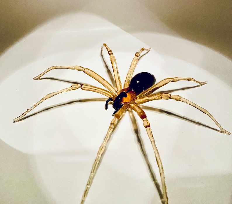 May include: A glass spider sculpture with a black and amber body and clear legs. The spider is sitting on a white surface.