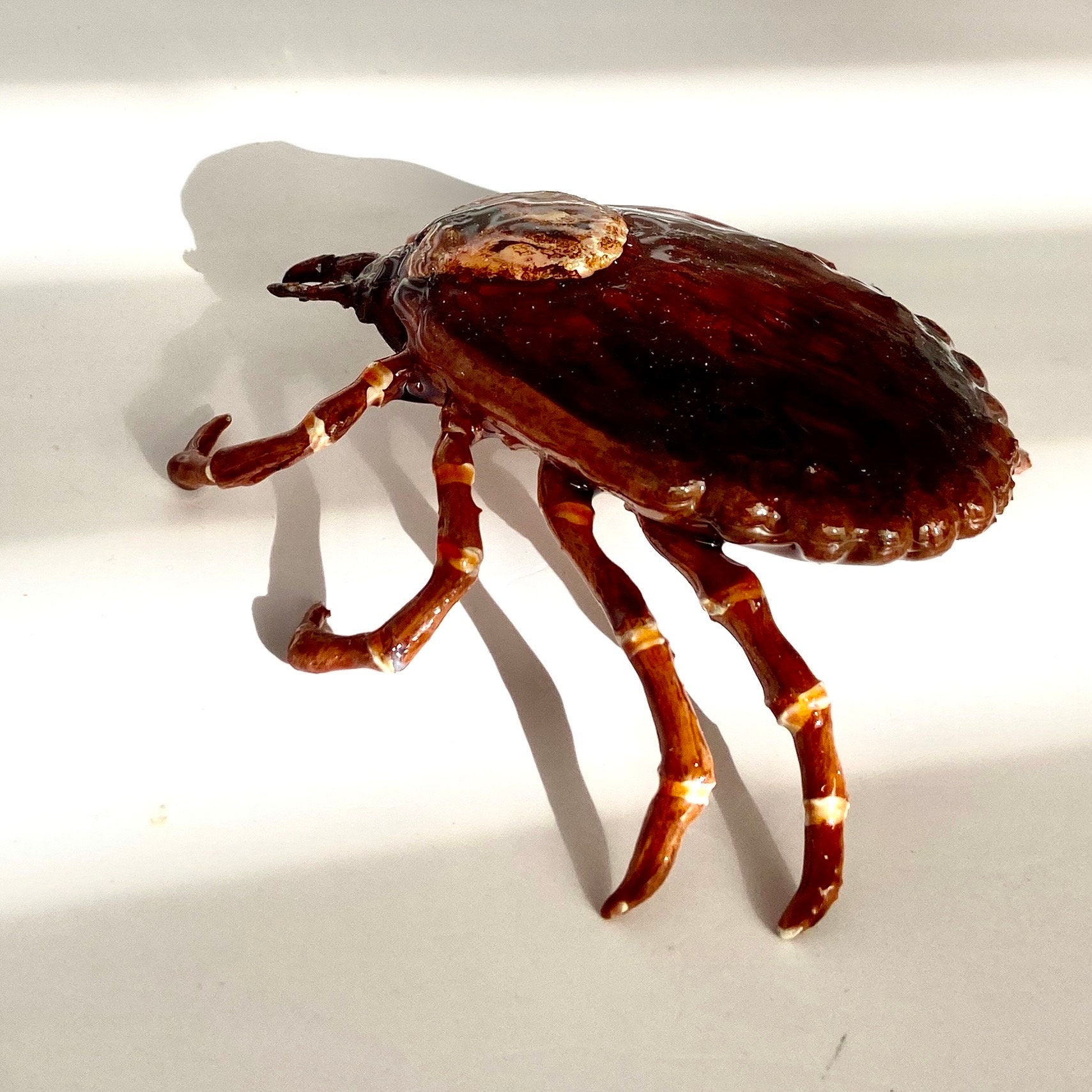 3D Printed Rocky Mountain Wood Tick Replica: Hand-painted