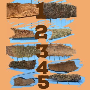 Palm Log Wood: DIY Craft, Garten-Terrarium-Akzent (15-25 inch)