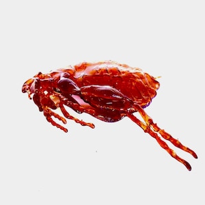 以下が含まれることがあります： 長い脚を持つ虫の赤い半透明なレジン彫刻のクローズアップ。