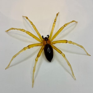 May include: A yellow and brown spider with long legs. The spider is on a white background.