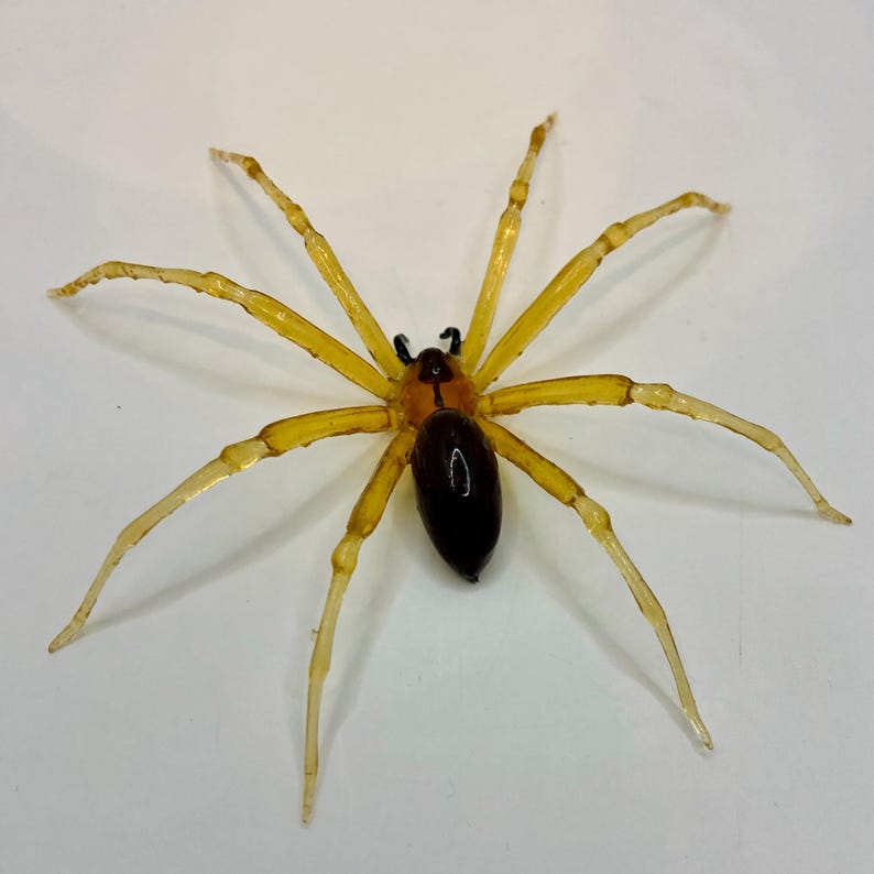 May include: A yellow and brown spider with long legs. The spider is on a white background.