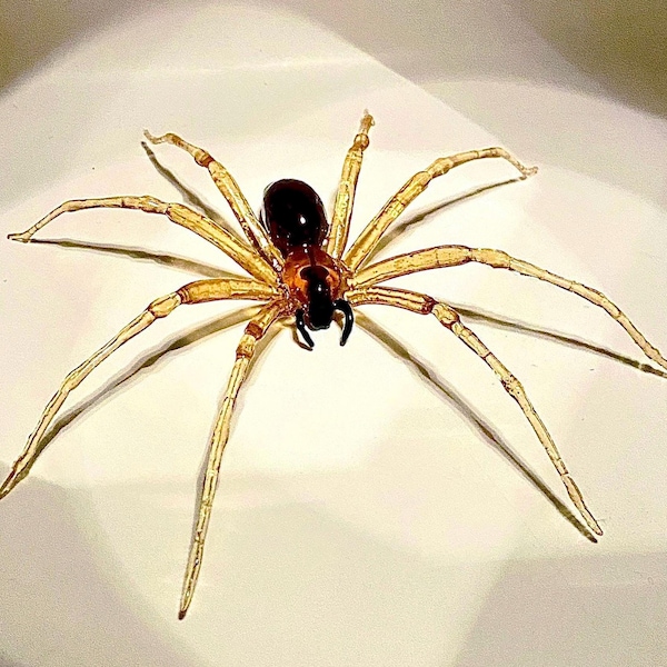 Brown Recluse Spider Replica, 3D Photogrammetry Model