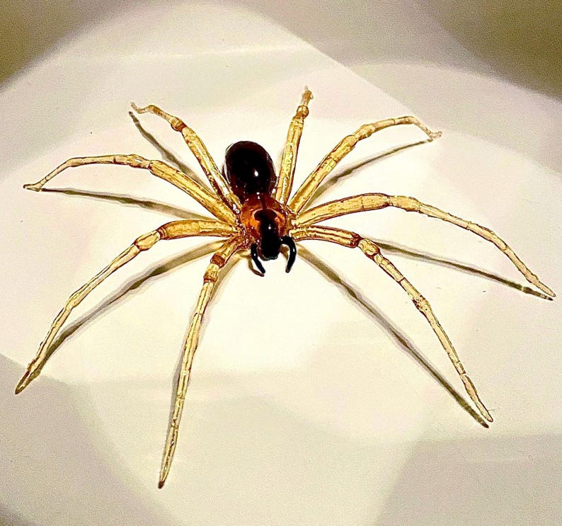 May include: A glass spider sculpture with a brown body and long, thin, clear legs. The spider is sitting on a white surface.