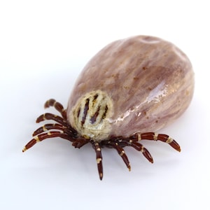 May include: A close-up of a brown tick with a white and brown patterned body. The tick has eight legs and is on a white background.