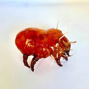 Enlarged American House Dust Mite 3D Print: Translucent Educational Model