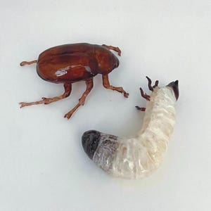 May include: A detailed image of a brown beetle and a white grub. The beetle has a shiny, hard shell and long, thin legs. The grub is curved, with a dark head and a segmented body. The background is plain white.