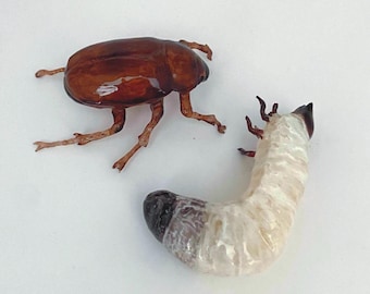 Könnte beinhalten: Detaillierte Abbildung eines braunen Käfers und einer weißen Larve. Der Käfer hat einen glänzenden, harten Panzer und lange, dünne Beine. Die Larve ist gebogen, mit einem dunklen Kopf und einem segmentierten Körper. Der Hintergrund ist schlicht weiß.