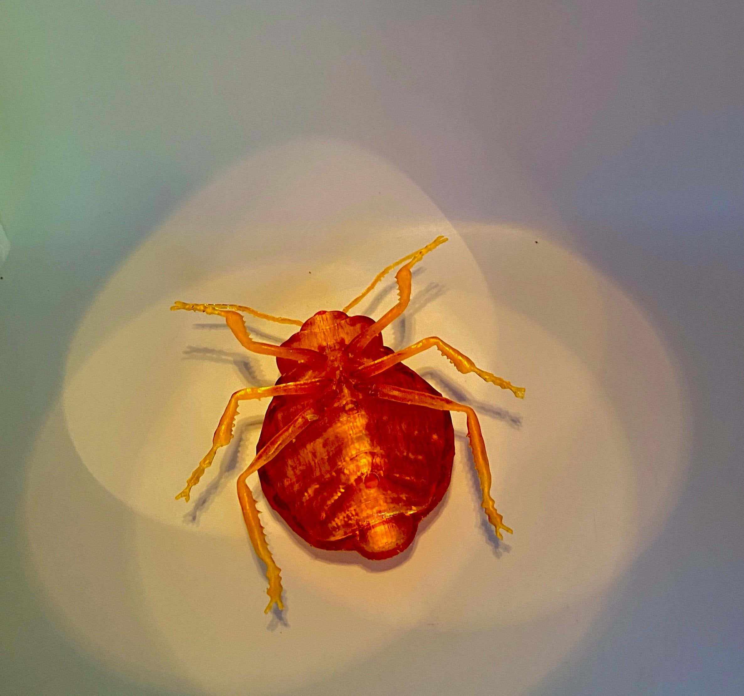 3D Printed Bed Bug Replica: Translucent Entomology Model - Etsy
