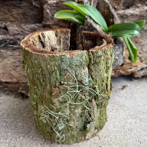 May include: A cylindrical, rustic planter made from a section of tree trunk. The bark is textured with shades of brown and green, with some moss and air plants. A small orchid plant with green leaves is growing inside.