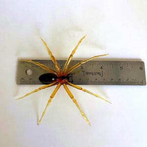 May include: A brown and black spider with long, thin legs is shown on a white surface next to a ruler. The spider is approximately 2 inches long.