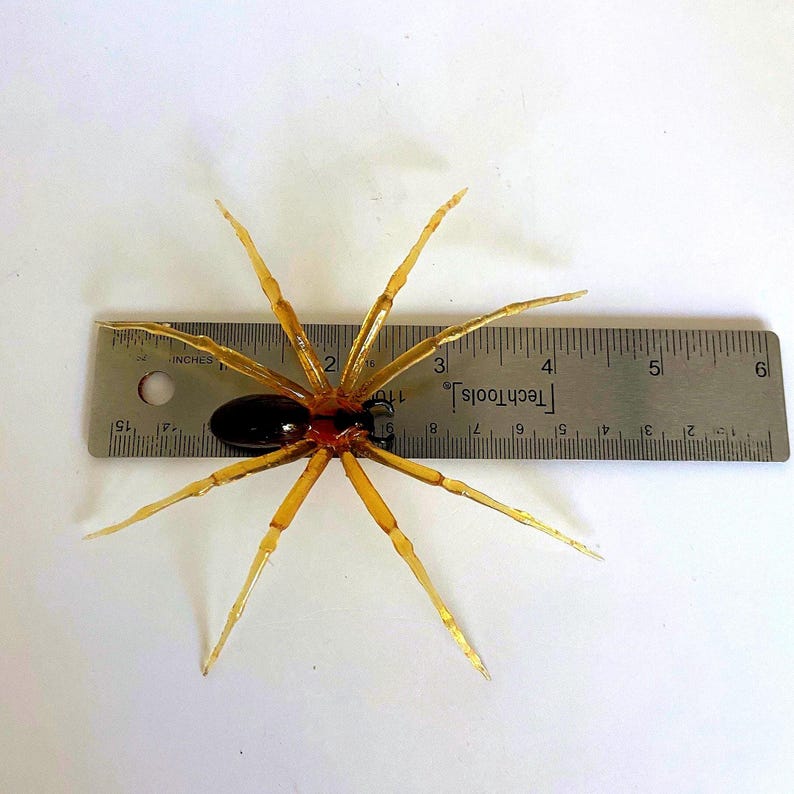 May include: A brown and black spider with long, thin legs is shown on a white surface next to a ruler. The spider is approximately 2 inches long.