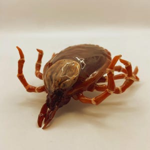 Puede incluir: Primer plano de una garrapata marrón con ocho patas y una cabeza marrón oscura. La garrapata está sobre una superficie blanca.