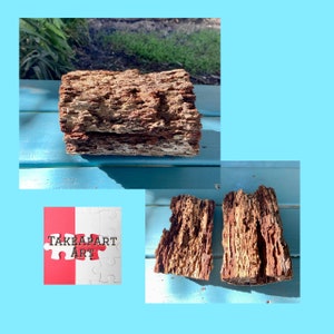 TERMITE Beschädigtes Palmenholzscheit, Entomologie-Anzeige, Live Edge, Florida Foraged