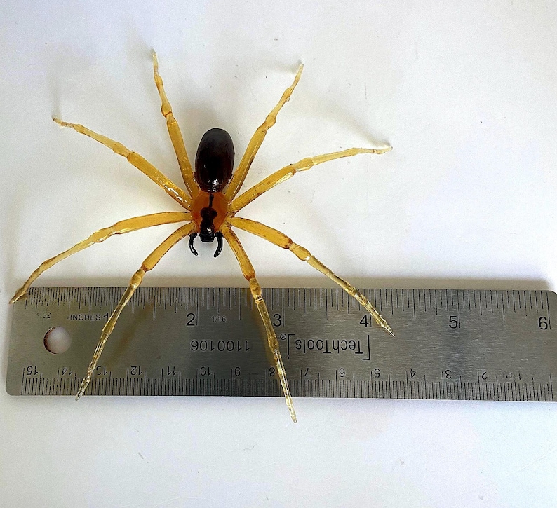 May include: A brown and yellow spider with a black body is shown on a white surface next to a ruler. The spider is approximately 4 inches long.