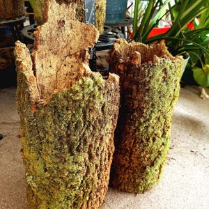 Moss Covered Palm Log Planter: Natural, Soil-Free, Organic (16"-19")