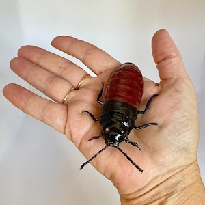 May include: A large, black and brown cockroach with long antennae is held in a person's hand. The cockroach has a shiny, black body and a brown head.