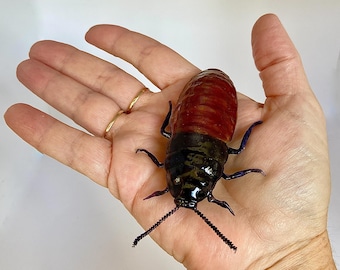 Hand-Painted Madagascar Hissing Cockroach Replica: 3D Printed Resin Model