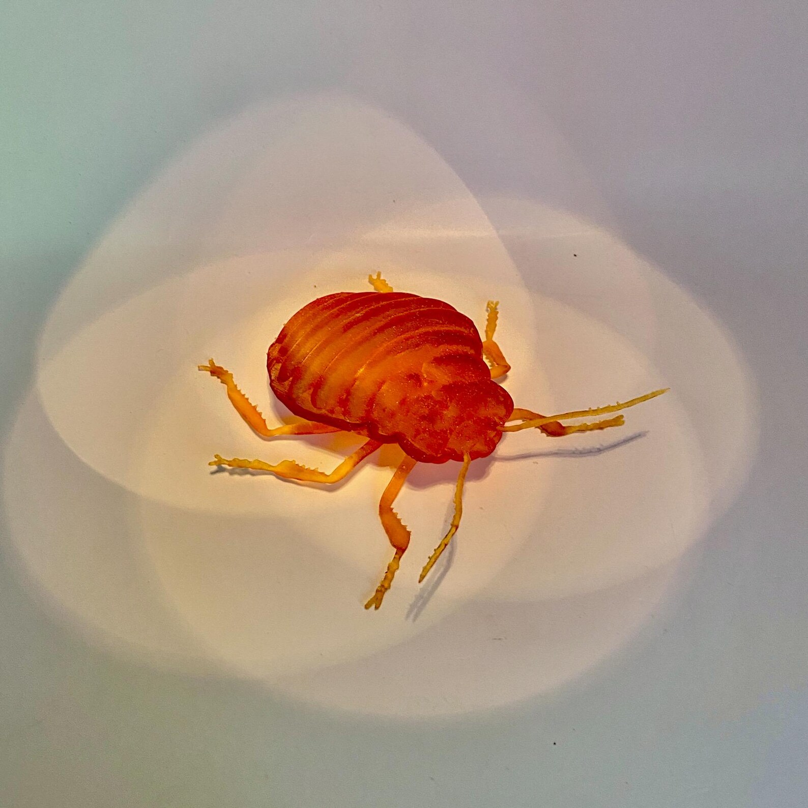 3D Printed Bed Bug Replica: Translucent Entomology Model - Etsy