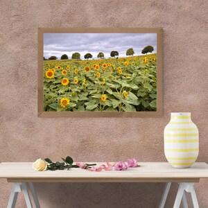 May include: A framed print of a sunflower field under a cloudy sky. The sunflowers are in full bloom, with yellow petals and dark centers. A white and yellow striped vase, a rose, and pink flowers are on a table in front of the print.