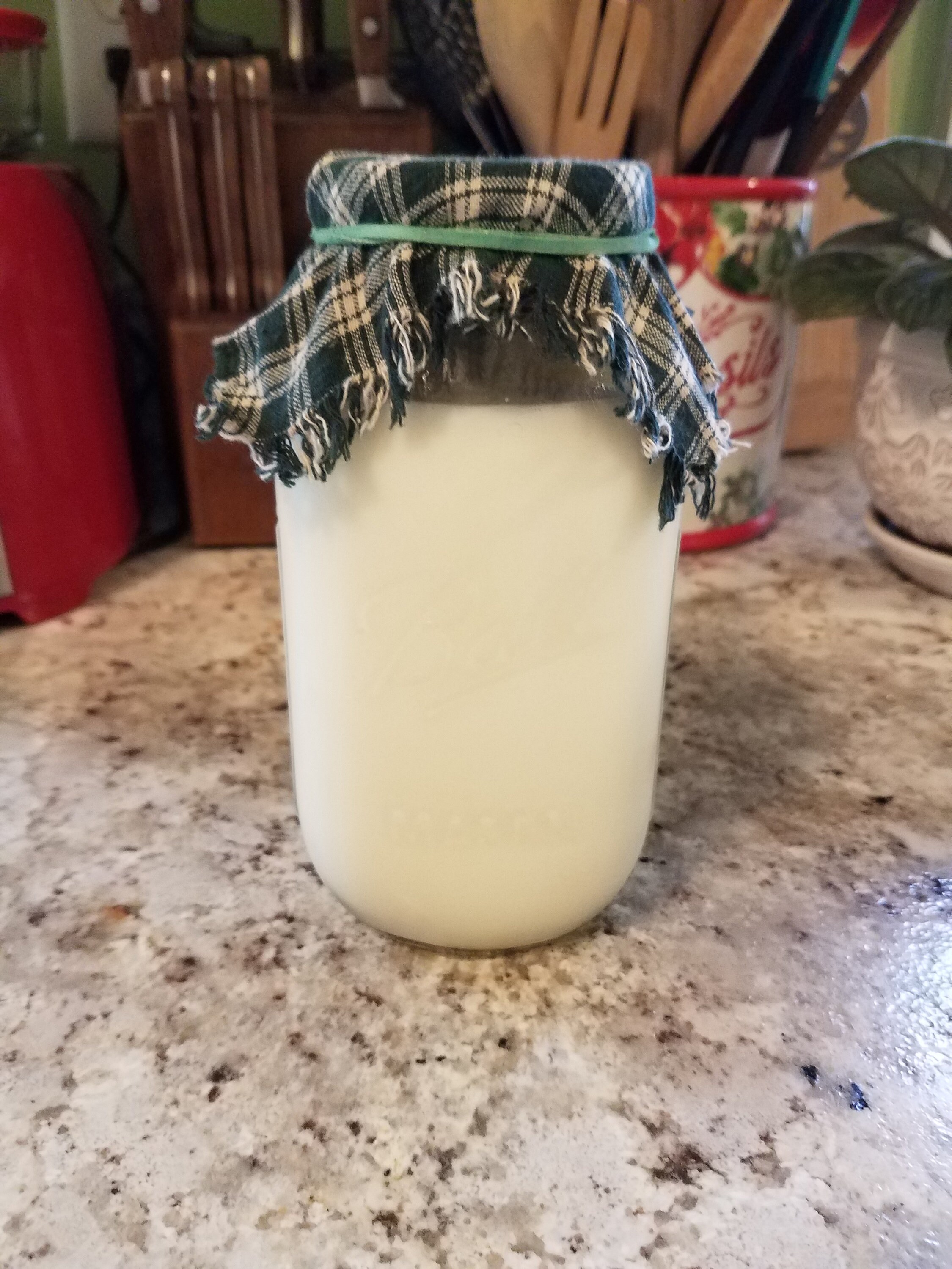 Raw Milk Kefir Grains Etsy