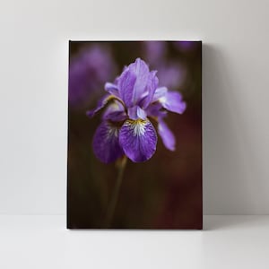 May include: A single purple iris flower with yellow markings on the petals, in focus against a blurred brown background.