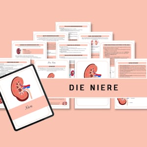 Die Niere | Lernzettel Pflege | Ausbildung | Medizin