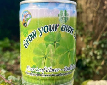 Shamrock Seeds | St.Patrick’s Day
