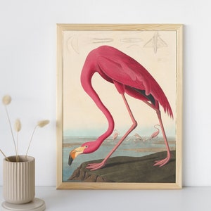 Pink Flamingo Wall Art Print, Audubon Fine Art, Vintage Prints, Antique Wildlife Painting, Classic Home Decor, Printable Digital Download