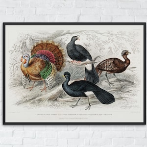 Vintage Turkey Print, American Wild Turkey and Curassow Art, Printable Thanksgiving Wall Decor, Crested and Red Curassow, Digital Download