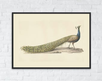 Elegant Peacock Art Print, Vintage Indian Peacock Illustration, Antique Bird Wall Art, Nursery Home Decor, Exotic India, Printable Download