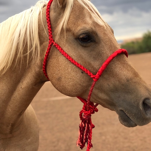 Mule Tape Horse Halter With Rope Noseband Etsy