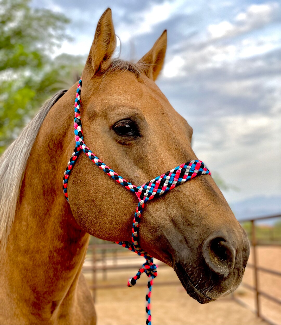 Mule Tape Horse Halter With Rope Noseband Etsy